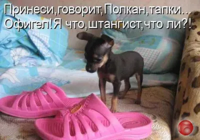 Предложение: дрессировка собак в Краснодаре, Животный мир
