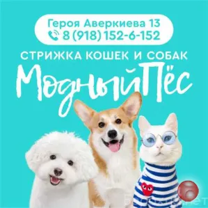Предложение: стрижка кошек и собак в Краснодаре, Животный мир