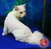 Стрижка собак, котов и кошек всех пород