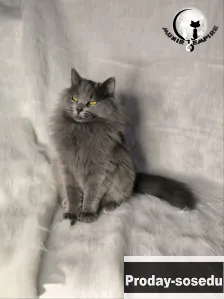 Шикарная кошечка Анукет в поисках любящих хозяев!