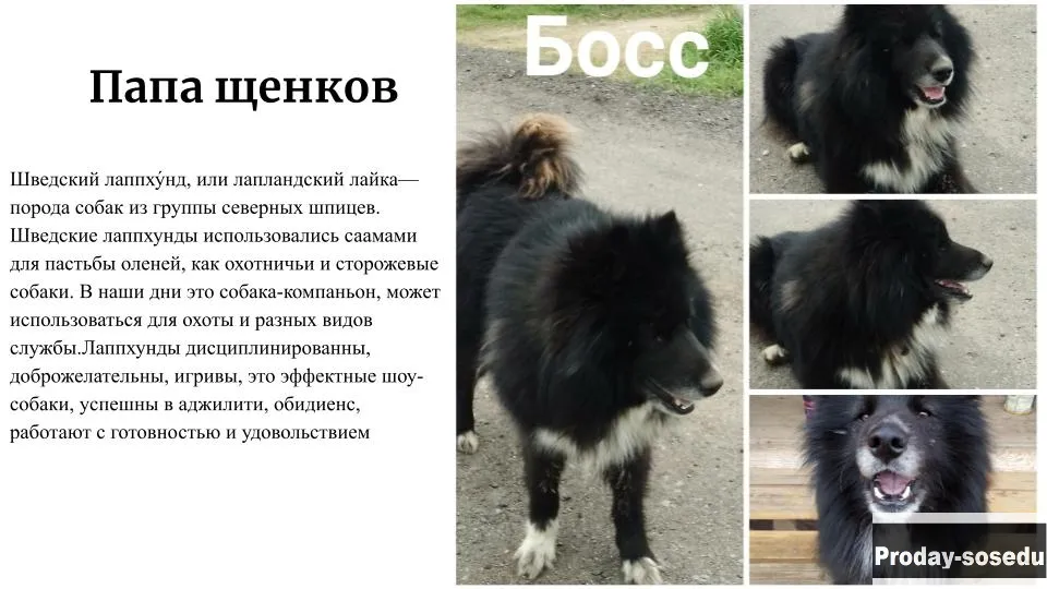 Щенки метисы Лапхунт и РЕЛ