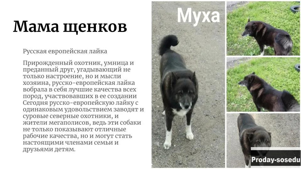 Щенки метисы Лапхунт и РЕЛ