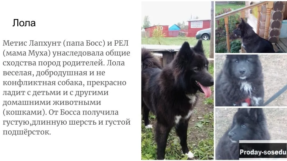 Щенки метисы Лапхунт и РЕЛ