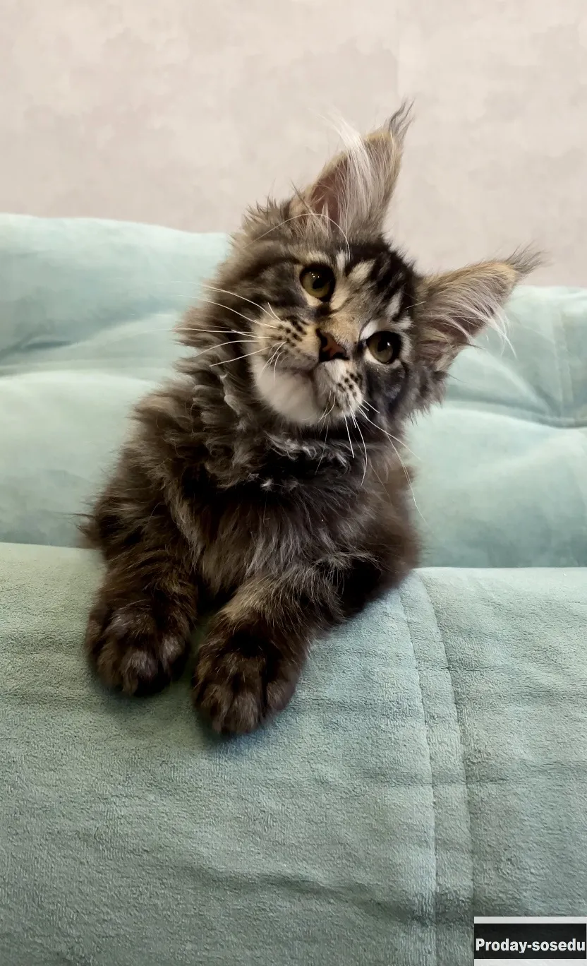 Крупные котята мейн-кун в Иркутске
