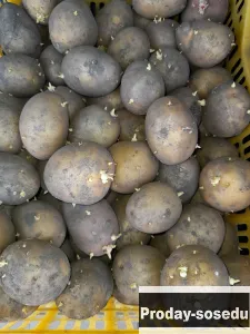 Продам семейной  картофель