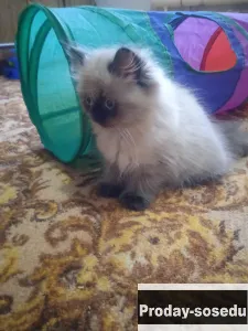 Продаю персидских котят классика