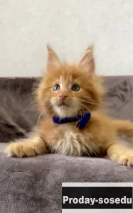 Котята мейн-кун