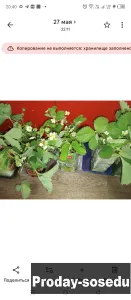 Продам рассаду клубники