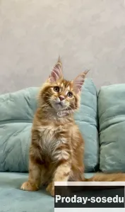 Крупные котята мейн-кун в Иркутске