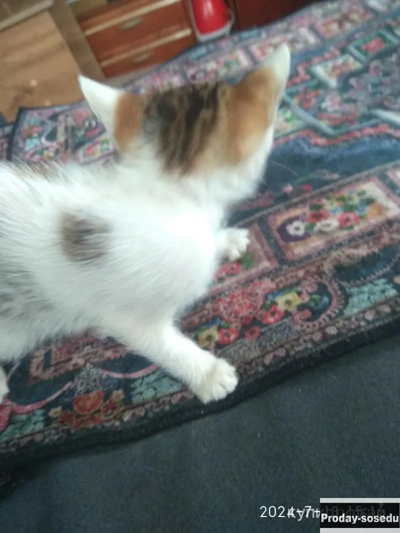 Котята бесплатно