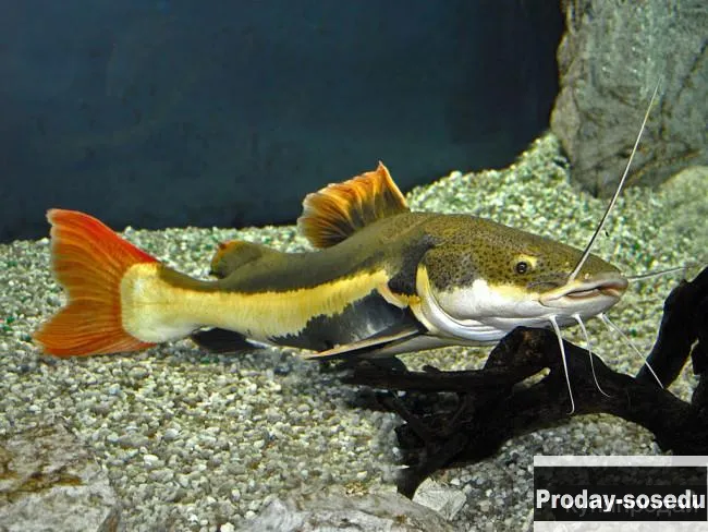 Краснохвостый сомик -(Phractocephalus hemiliopterus)