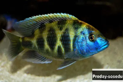 Леопард золотой  (Nimbochromis venustus)