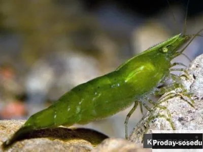 Креветка бабаулти (Caridina babaulti)