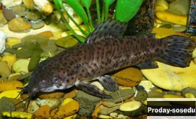 СОМ  Таракатум (Hoplosternum thoracatum)