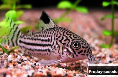 СОМ - Коридорас Юлии - (Corydoras julii)