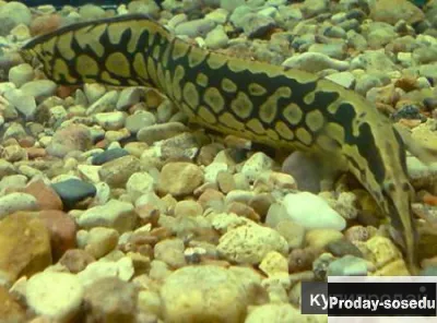 Мастацембел арматус (Mastacembelus armatus)