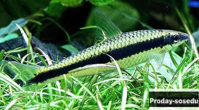 СОМ СИАМСКИЙ ВОДОРОСЛЕЕД (Crossocheilus siamensis)