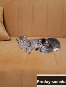 Продам котят