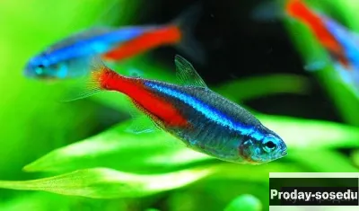 ГОЛУБОЙ   НЕОН    (Paracheirodon innesi, hyphessobrycon innesi)