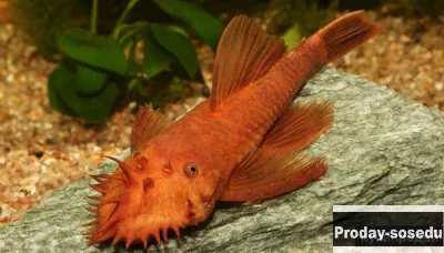 Анциструс красный (Ancistrus sp. Super red)