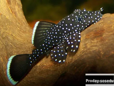 Анциструс “Звездчатый”  L181  Ancistrus dolichopterus