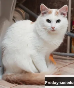Шикарные молодые котики и кошечки (1 г.) в дар