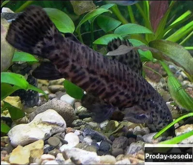 СОМ Таракатум (Hoplosternum thoracatum)