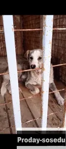 Собаке шанс на жизнь