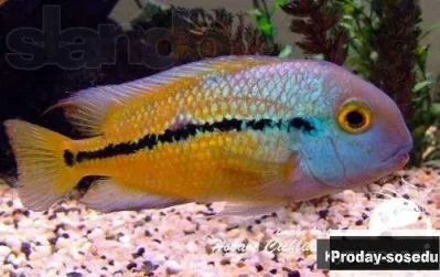 Никарагуанская цихлазома ( Cichlasoma nicaraguense )