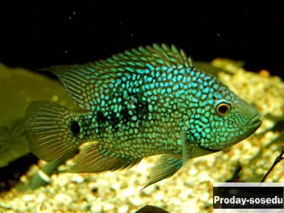 Цихлазома бриллиантовая - ( Cichlasoma cyanoguttatum)