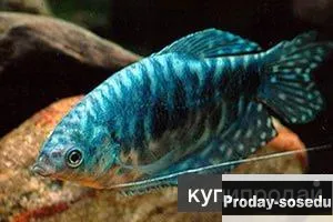 Мраморный гурами – голубой красавец