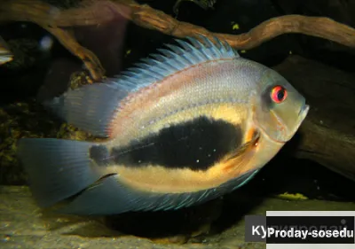 Уару двушипый, Клинопятнистая цихлида (Uaru amphiacanthoides)