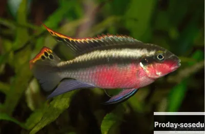 Пельвикахромис пульхер или попугайчик (Pelvicachromis pulcher)