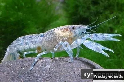 Карликовый рак Камбареллус диминутус (Cambarellus diminutus)
