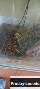 Королевский питон