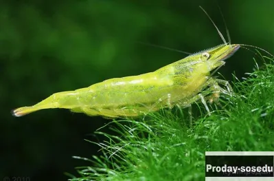 Креветка бабаулти (Caridina babaulti)