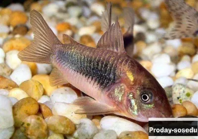 СОМ КОРИДОРАС ЗОЛОТОЙ - (Corydoras aeneus)