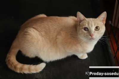 Эксклюзивные котята (10 мес.) в дар