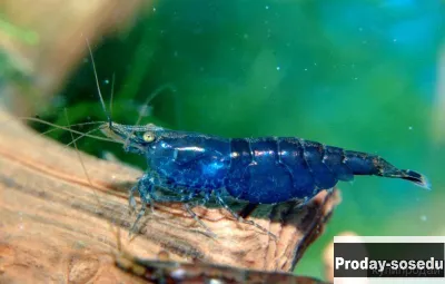 КРЕВЕТКА СИНЯЯ МЕЧТА (Blue Dream, Neocaridina heteropoda var. Blue)
