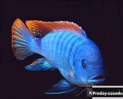 Псевдотрофеус Грешаки (Pseudotropheus Greshakei)