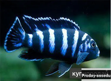 ПСЕВДОТРОФЕУС ДЕМАСОНИ (Pseudotropheus demasoni)