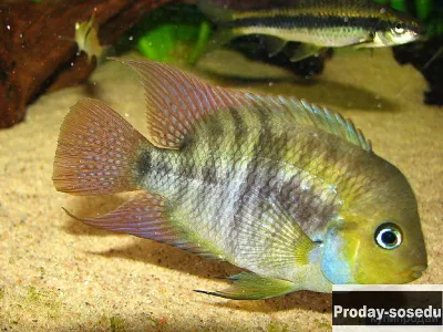 Цихлазома сэджика (Cichlasoma sajica)