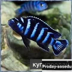 ПСЕВДОТРОФЕУС ДЕМАСОНИ (Pseudotropheus demasoni)