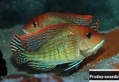 Красноголовый геофагус - Tapajos Red head