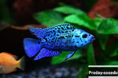 ЦИХЛАЗОМА БЛЮ ДЕМПСИ (Archocentrus octofaciatus)