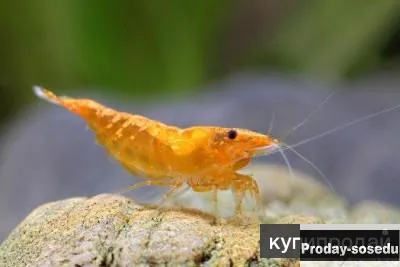 КРЕВЕТКА  ОРАНЖЕВАЯ  НЕОКАРДИНА   (Neocaridina heteropoda var. Orange)