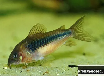 СОМ  КОРИДОРАС  ЗОЛОТОЙ  - (Corydoras aeneus)
