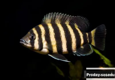 Тиляпия Буттикофера (Tilapia buttikoferi)