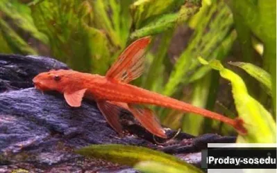 СОМ  - Лорикария красная (Rineloricaria sp. red)