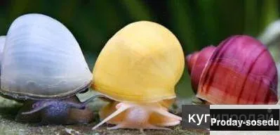 Улитка ампулярия голубая и другие разноцветные улитки